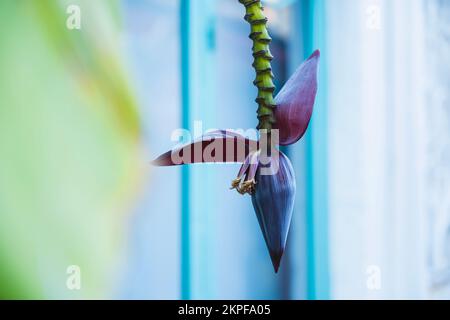 Groe Bananenblte auf grnem Ast. Die junge Banane blht in einem  tropischen Garten mit Blttern aus nchster Nhe auf der Palme  Stockfotografie - Alamy