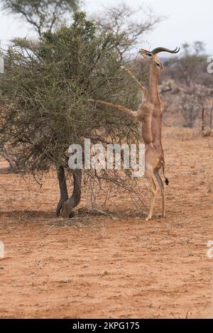 Gerenuk (Litocranius walleri), männlicher Mann, der auf Hinterbeinen steht, um die Vegetation zu erreichen, die für alle anderen Antilopen unzugänglich ist Stockfoto