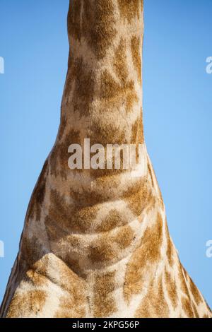 Giraffe (Giraffa camelopardalis) Nahaufnahme des Halses des Tieres. Chobe-Nationalpark, Botsuana, Afrika Stockfoto