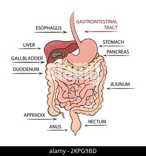 PANKREAS MAGEN-DARM-TRAKT Lehrplan Humanmedizin Ausbildung Cartoon Clip Art Vector Illustration Set für Print Stock Vektor