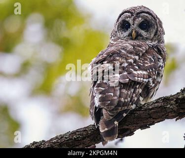 Eine Eiche, die im Great Swamp National Wildlife Refuge gefangen wurde. Stockfoto