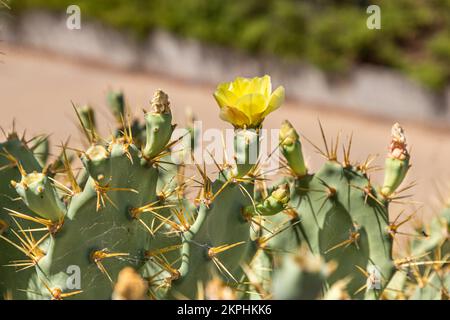 Kaktus-Opuntia-Anbau in Portugal Stockfoto