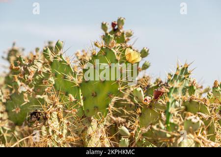 Kaktus-Opuntia-Anbau in Portugal Stockfoto