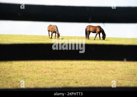 Pferde auf der Farm in Lexington, KY Stockfoto