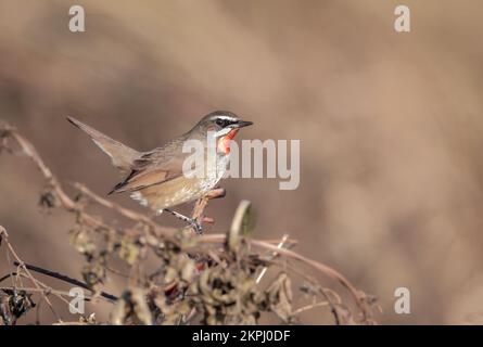 Siberian Rubythroat ist ein bodenliebender singvögel Asiens. Sie brüten hauptsächlich in Sibirien, während sie in Süd- und Südostasien überwintern. Stockfoto