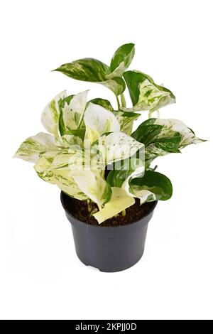 Exotische 'Epipremnum Aureum Manjula'-Pothos-Zimmerpflanze in Blumentopf isoliert Auf weißem Hintergrund Stockfoto