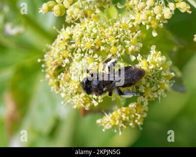 Schwarze Bergbaubiene (Andrena pilipes) ist im Vereinigten Königreich landesweit selten und sammelt Pollen aus Blüten von Alexandern (Smyrnium olusatrum), Cornwall, Vereinigtes Königreich, April. Stockfoto