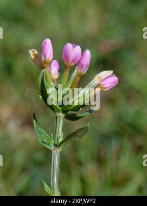 Zwergblüte oder verzweigte Zwergblüte (Centaurium pulchellum) auf Klippengrasland, Stackpole, Pembrokeshire, Wales, Vereinigtes Königreich; August. Stockfoto