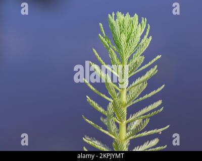 Papageienfeder/Papageienfeder Milfoil (Myriophyllum aquaticum), eine invasive Art in britischen Feuchtgebieten, die in einem Heidenbecken in Dorset, Großbritannien, wächst Stockfoto