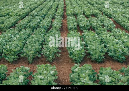 Sojabohnenpflanzen (Glycin max) in kultivierten landwirtschaftlichen Feldern in abnehmender Perspektive, selektiver Fokus Stockfoto