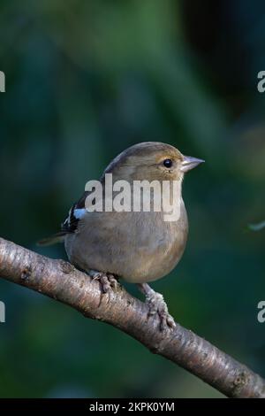 Chaffinch (Fringilla coelebs) weiblich Norfolk GB UK November 2022 Stockfoto