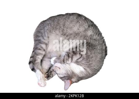 Eine große graue Katze schläft auf einem beigen Sofa mit gelben Kissen, isoliert auf weißem Hintergrund. Ein Haustier schläft mit geschlossenen Augen Stockfoto