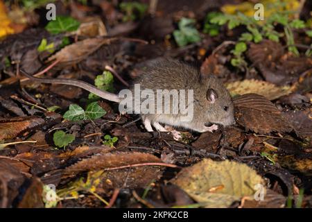 Junge Braun (Gemeine Kanalisation Hannover Norwegische Werft) Ratte (Rattus norvegicus) Norfolk GB UK Novmeber 2022 Stockfoto