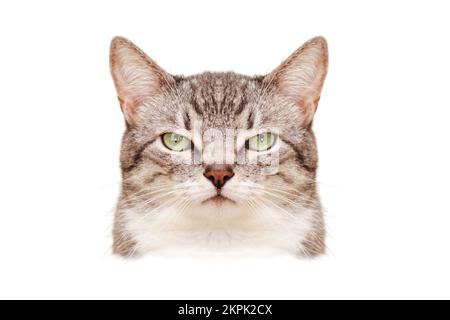 Ein wütendes, symmetrisches Katzenporträt wie ein Passfoto, Nahaufnahme, isoliert auf weißem Hintergrund. Porträt eines erwachsenen Haustiers Stockfoto