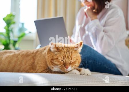 Schlafende Ingwerkatze zu Hause auf dem Bett, Frau benutzt Laptop im Hintergrund Stockfoto