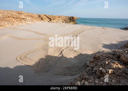 Meeresschildkrötenspuren an einem Strand in der Nähe von Ras Al Jinz, Sultanat von Oman Stockfoto