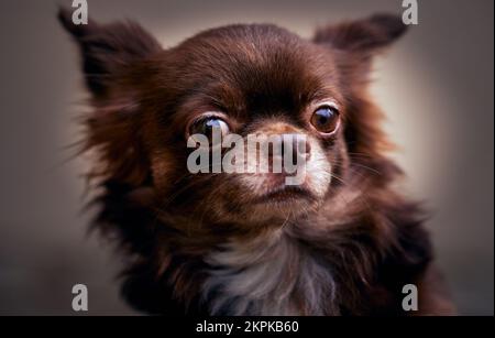 Nahaufnahme eines braunen männlichen chihuahua Stockfoto