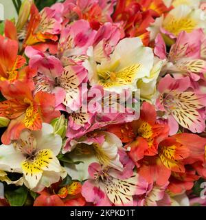 Ein zarter Blumenstrauß aus bunten Sommerblumen. Es stellte sich heraus, dass es ein wunderschöner Hintergrund war. Stockfoto