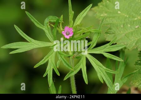 Natürliche Nahaufnahme auf einer kleinen lilafarbenen Crane's-Bill-Blume, Geranium dissectum Stockfoto