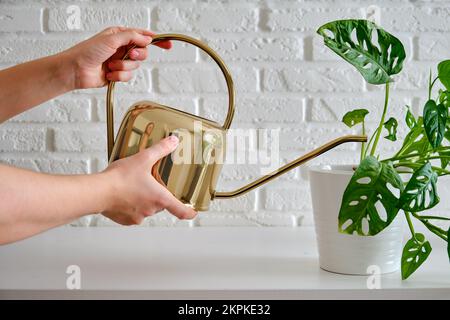 Weibliche Hände, die eine Hauspflanze Monstera adansonii aus einer Gießkanne aus der Nähe bewässern Stockfoto