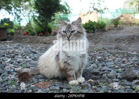 Eine graublonde Katze sitzt auf Felsen mit blauen Augen auf Felsen. Städtische Tiere. Tiere zu Hause zu halten. Stockfoto