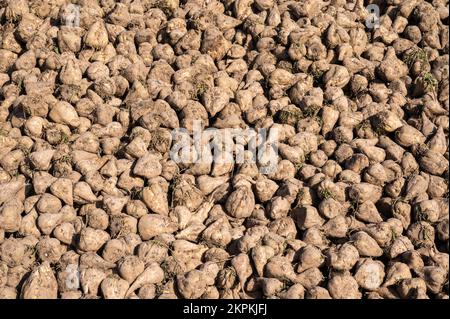 Haufen geernteter Zuckerrüben, Beta vulgaris in Zellik, Flandern, Belgien Stockfoto