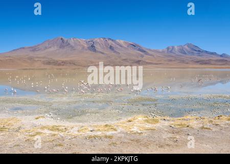 Flamingos in Laguna Hedionda (Nord) in Nor Lipez, Potosi Department, Bolivien Stockfoto