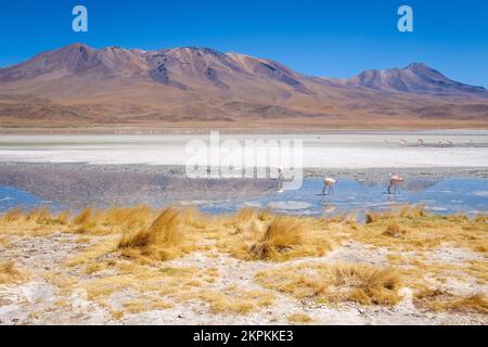 Flamingos in Laguna Hedionda (Nord) in Nor Lipez, Potosi Department, Bolivien Stockfoto