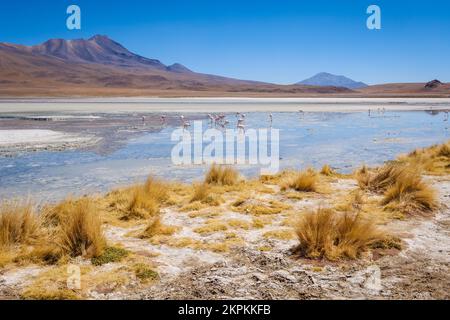 Flamingos in Laguna Hedionda (Nord) in Nor Lipez, Potosi Department, Bolivien Stockfoto