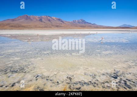 Flamingos in Laguna Hedionda (Nord) in Nor Lipez, Potosi Department, Bolivien Stockfoto