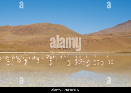 Flamingos in Laguna Hedionda (Nord) in Nor Lipez, Potosi Department, Bolivien Stockfoto