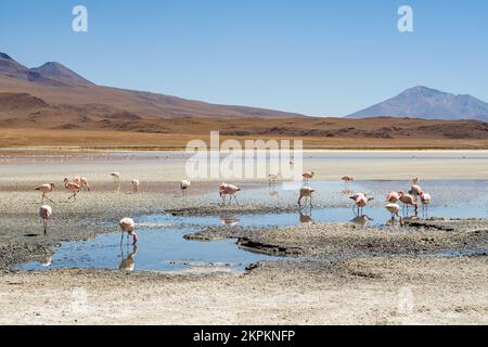 Flamingos in Laguna Hedionda (Nord) in Nor Lipez, Potosi Department, Bolivien Stockfoto