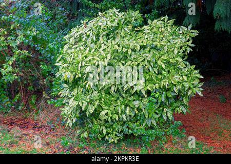 Gesuchte Laurel, japanische Laurel, Goldstaub (Aucuba japonica). Stockfoto