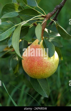 Die gelbe große Birne ist in einem Baum in einem wunderschönen Obstgarten mit grünem Hintergrund gewachsen und gereift Stockfoto