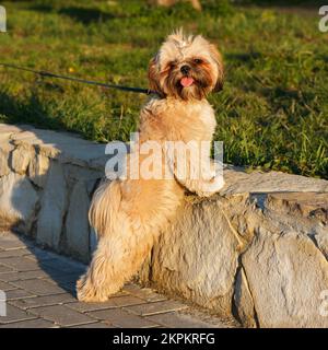 Ein kleiner schöner Hund Yorkshire Terrier an der Leine spaziert und spielt im Park Stockfoto