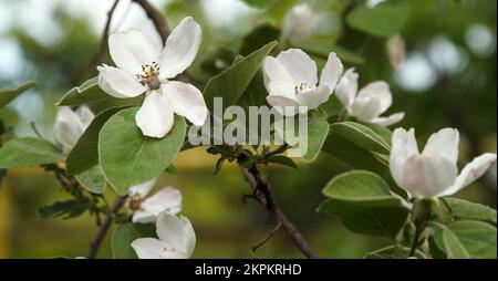 Weiße, wunderschöne Blumen einer wachsenden Quittung auf einem Obstbaum dagegen Stockfoto