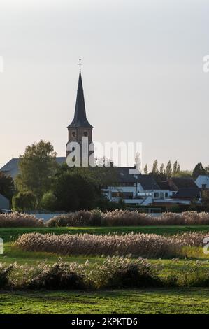 Blick über den Fluss Schelde, Vegetation und das Dorf im Hintergrund, Berlare, Flandern, Belgien Stockfoto