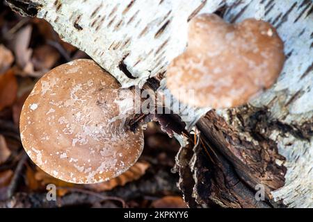 Farnham Common, Großbritannien. 28.. November 2022. Birkenpolypore Pilze, auch bekannt als Piptoporus betulinus, wachsen auf toten Gliedmaßen von silbernen Birkenbäumen in den alten Wäldern von Burnham Beeches. Birch Polypore wird aufgrund seiner harten Oberfläche, die zum Schärfen von Rasierapparaten verwendet werden kann, auch als Razorstrop Pilz bezeichnet. Burnham Beeches ist ein Gebiet von besonderem wissenschaftlichem Interesse, ein nationales Naturschutzgebiet und ein europäisches besonderes Schutzgebiet, in dem viele seltene und bedrohte Pilzarten zu finden sind. Kredit: Maureen McLean/Alamy Stockfoto