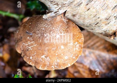 Farnham Common, Großbritannien. 28.. November 2022. Birkenpolypore Pilze, auch bekannt als Piptoporus betulinus, wachsen auf toten Gliedmaßen von silbernen Birkenbäumen in den alten Wäldern von Burnham Beeches. Birch Polypore wird aufgrund seiner harten Oberfläche, die zum Schärfen von Rasierapparaten verwendet werden kann, auch als Razorstrop Pilz bezeichnet. Burnham Beeches ist ein Gebiet von besonderem wissenschaftlichem Interesse, ein nationales Naturschutzgebiet und ein europäisches besonderes Schutzgebiet, in dem viele seltene und bedrohte Pilzarten zu finden sind. Kredit: Maureen McLean/Alamy Stockfoto