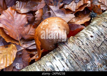 Farnham Common, Großbritannien. 28.. November 2022. Birkenpolypore Pilze, auch bekannt als Piptoporus betulinus, wachsen auf toten Gliedmaßen von silbernen Birkenbäumen in den alten Wäldern von Burnham Beeches. Birch Polypore wird aufgrund seiner harten Oberfläche, die zum Schärfen von Rasierapparaten verwendet werden kann, auch als Razorstrop Pilz bezeichnet. Burnham Beeches ist ein Gebiet von besonderem wissenschaftlichem Interesse, ein nationales Naturschutzgebiet und ein europäisches besonderes Schutzgebiet, in dem viele seltene und bedrohte Pilzarten zu finden sind. Kredit: Maureen McLean/Alamy Stockfoto