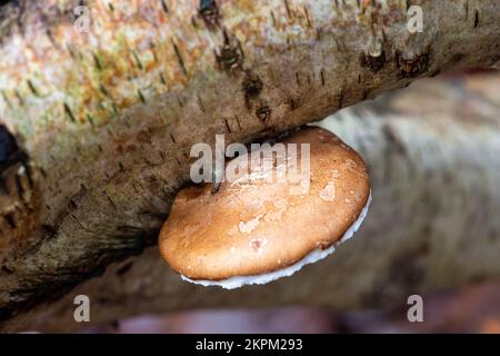 Farnham Common, Großbritannien. 28.. November 2022. Birkenpolypore Pilze, auch bekannt als Piptoporus betulinus, wachsen auf toten Gliedmaßen von silbernen Birkenbäumen in den alten Wäldern von Burnham Beeches. Birch Polypore wird aufgrund seiner harten Oberfläche, die zum Schärfen von Rasierapparaten verwendet werden kann, auch als Razorstrop Pilz bezeichnet. Burnham Beeches ist ein Gebiet von besonderem wissenschaftlichem Interesse, ein nationales Naturschutzgebiet und ein europäisches besonderes Schutzgebiet, in dem viele seltene und bedrohte Pilzarten zu finden sind. Kredit: Maureen McLean/Alamy Stockfoto