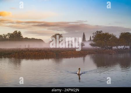 Ein einzelner Schwan schwimmt im ruhigen See an einem nebligen November-Morgen Stockfoto