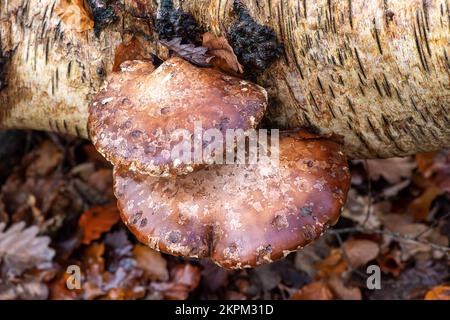 Farnham Common, Großbritannien. 28.. November 2022. Birkenpolypore Pilze, auch bekannt als Piptoporus betulinus, wachsen auf toten Gliedmaßen von silbernen Birkenbäumen in den alten Wäldern von Burnham Beeches. Birch Polypore wird aufgrund seiner harten Oberfläche, die zum Schärfen von Rasierapparaten verwendet werden kann, auch als Razorstrop Pilz bezeichnet. Burnham Beeches ist ein Gebiet von besonderem wissenschaftlichem Interesse, ein nationales Naturschutzgebiet und ein europäisches besonderes Schutzgebiet, in dem viele seltene und bedrohte Pilzarten zu finden sind. Kredit: Maureen McLean/Alamy Stockfoto