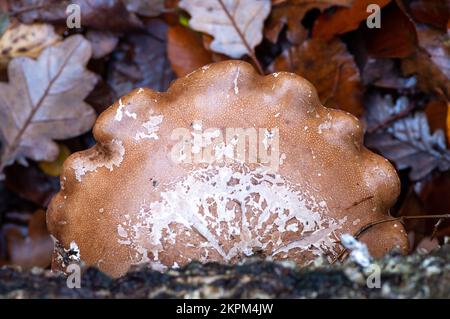 Farnham Common, Großbritannien. 28.. November 2022. Birkenpolypore Pilze, auch bekannt als Piptoporus betulinus, wachsen auf toten Gliedmaßen von silbernen Birkenbäumen in den alten Wäldern von Burnham Beeches. Birch Polypore wird aufgrund seiner harten Oberfläche, die zum Schärfen von Rasierapparaten verwendet werden kann, auch als Razorstrop Pilz bezeichnet. Burnham Beeches ist ein Gebiet von besonderem wissenschaftlichem Interesse, ein nationales Naturschutzgebiet und ein europäisches besonderes Schutzgebiet, in dem viele seltene und bedrohte Pilzarten zu finden sind. Kredit: Maureen McLean/Alamy Stockfoto