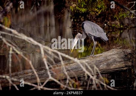 Ein großer Blaureiher wartet geduldig darauf, dass ein Fisch am Bluff Lake vorbeischwimmt. Stockfoto