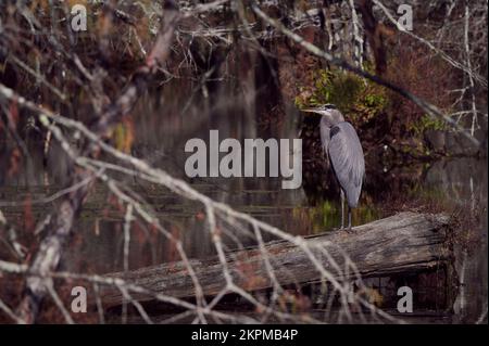 Ein großer blauer Reiher erhebt sich auf einem Baumstamm am Bluff Lake, während die Morgensonne die Umgebung erhellt. Stockfoto