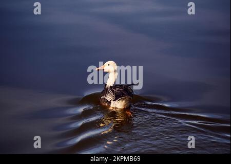 Eine Blue Morph Snow Goose schwimmt zum Ufer des Bluff Lake in Mississippi. Die dunkle Körperfarbe wird von nur einem Gen gesteuert. Stockfoto
