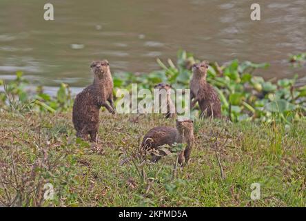 Glatt beschichtete Otter (Lutrogale perspicillata perspicillata)-Familiengruppe auf der Bank Kaziranga NP, Assam, Indien Januar Stockfoto