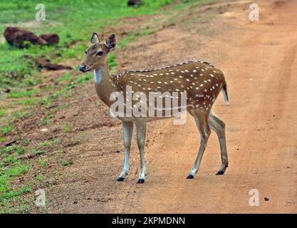 Geflecktes Hirsch (Achsenachse), Erwachsene, weiblich, beim Überqueren des Gleises Yala NP, Sri Lanka Dezember Stockfoto