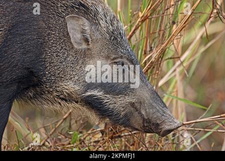 Eurasian Wild Pig (Sus scrofa cristatus) Nahaufnahme von Kopf Kaziranga NP, Assam, Indien Januar Stockfoto